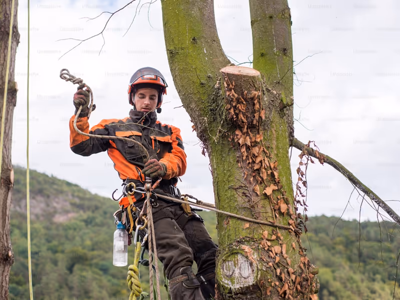 Élagage en hauteur par un professionnel certifié