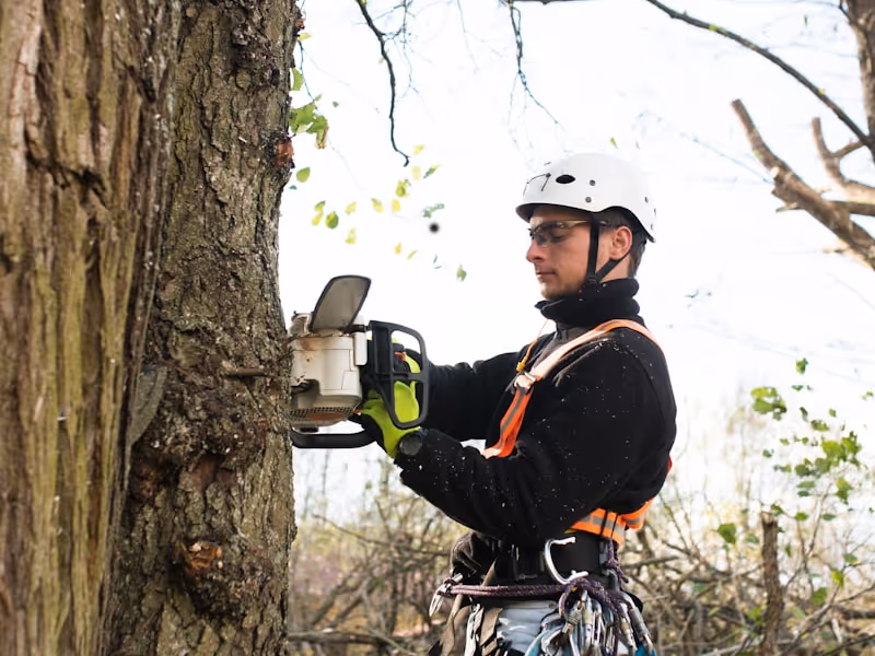 Travaux d'élagage et d'abattage d'arbre